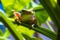 dumpy frog posing on a leaf on a green background Royalty Free Stock Photo