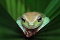 Dumpy frog sleeping on green leaves Royalty Free Stock Photo