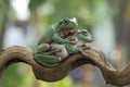 Dumpy frog sleeping on green leaves Royalty Free Stock Photo