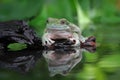 Dumpy frog, tree frog, big dumpy frog Royalty Free Stock Photo