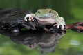 Dumpy frog, tree frog, big dumpy frog Royalty Free Stock Photo