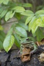 Dumpy frog, tree frog, papua green tree frog Royalty Free Stock Photo