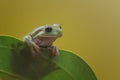 Dumpy Frog Royalty Free Stock Photo