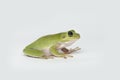 Dumpy frog on white background Royalty Free Stock Photo