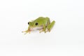 Dumpy frog on white background Royalty Free Stock Photo