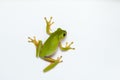 Dumpy frog on white background Royalty Free Stock Photo
