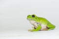 Dumpy frog on white background Royalty Free Stock Photo