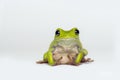 Dumpy frog on white background Royalty Free Stock Photo