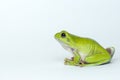 Dumpy frog on white background Royalty Free Stock Photo