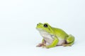 Dumpy frog on white background Royalty Free Stock Photo