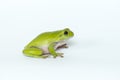 Dumpy frog on white background Royalty Free Stock Photo