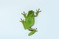 Dumpy frog on white background, macro photography Royalty Free Stock Photo