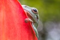 Dumpy tree Frog appears from behind the Red flowers