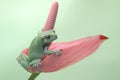 A dumpy tree frog is resting on a pink anthurium flower.