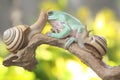 A dumpy tree frog resting with two snails on a rotting log. Royalty Free Stock Photo