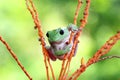 Dumpy White Tree Frog Royalty Free Stock Photo