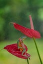 Dumpy white tree frog on a red flower during the rainfall Royalty Free Stock Photo