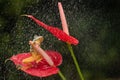 Dumpy white tree frog on a red flower during rainfall Royalty Free Stock Photo