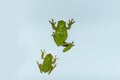 Dumpyfrog on white background, macro photography