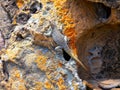 the DumÃÂ©ril\'s Madagascar swift, Oplurus quadrimaculatus, Isalo National Park, Madagascar