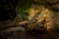 DumÃÂ©rilÃÂ´s Madagascar Swift Oplurus quadrimaculatus