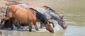 Dun Bucksin mare drinking water with herd small band of wild horses at the waterhole in the Pryor Mountains Wild Horse Range in Royalty Free Stock Photo