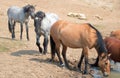Dun Buckskin mare drinking water with herd small band of wild horses at the waterhole in the Pryor Mountains Wild Horse Range in Royalty Free Stock Photo