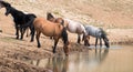 Dun Buckskin mare drinking at waterhole with herd of wild horses in the Pryor Mountains Wild Horse Range in Montana USA Royalty Free Stock Photo