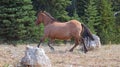 Dun Buckskin mare wild horse running in the Pryor Mountains Wild Horse Range in Montana USA Royalty Free Stock Photo