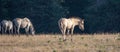 Dun colt wild horse in the Pryor Mountains Wild Horse Range in Wyoming United States Royalty Free Stock Photo