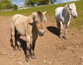 Dun cream coloured pony with white friend