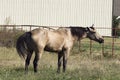 Dun horse standing in pasture stretching out neck and waving tail modern barn and metal fence in background