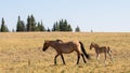 Dun mare leading her baby colt in the Pryor Mountains in Montana United States Royalty Free Stock Photo