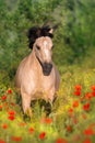 Dun pony in poppy Royalty Free Stock Photo