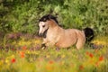 Dun pony run in flowers Royalty Free Stock Photo
