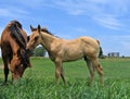 Dun quarter horse foal Royalty Free Stock Photo