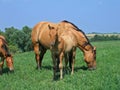 Dun quarter horse foal Royalty Free Stock Photo
