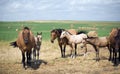 Dun Quarter-Horse Mares Royalty Free Stock Photo