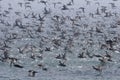 Dunbekpijlstormvogel, Short-tailed Shearwater, Puffinus tenuiros Royalty Free Stock Photo