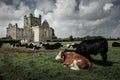 Dunbrody Abbey. county Wexford. Ireland. Royalty Free Stock Photo