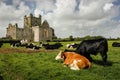 Dunbrody Abbey. county Wexford. Ireland. Royalty Free Stock Photo