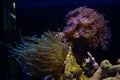duncan coral on frag plug, LPS polyp glow in LED blue light, torch coral move tentacle in flow