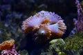 Duncan coral polyps move tentacles in current, macro shot of LPS animal, demanding pet for professional aquarist fluorescent