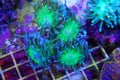 Duncanopsammia axifuga - Duncan LPS coral