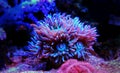 Duncanopsammia axifuga - Duncan LPS coral