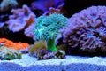 Duncanopsammia axifuga - Duncan LPS coral