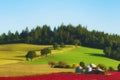 Dundee Hills farm in morning light