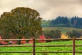 Dundee Hills Vineyards in Oregon Royalty Free Stock Photo