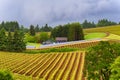 Dundee Hills Vineyards in Oregon