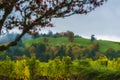 Dundee Hills Vineyard Landscape